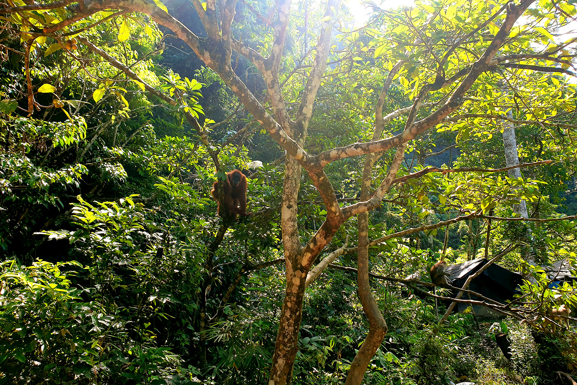 Jungle trekking in Bukit Lawang
