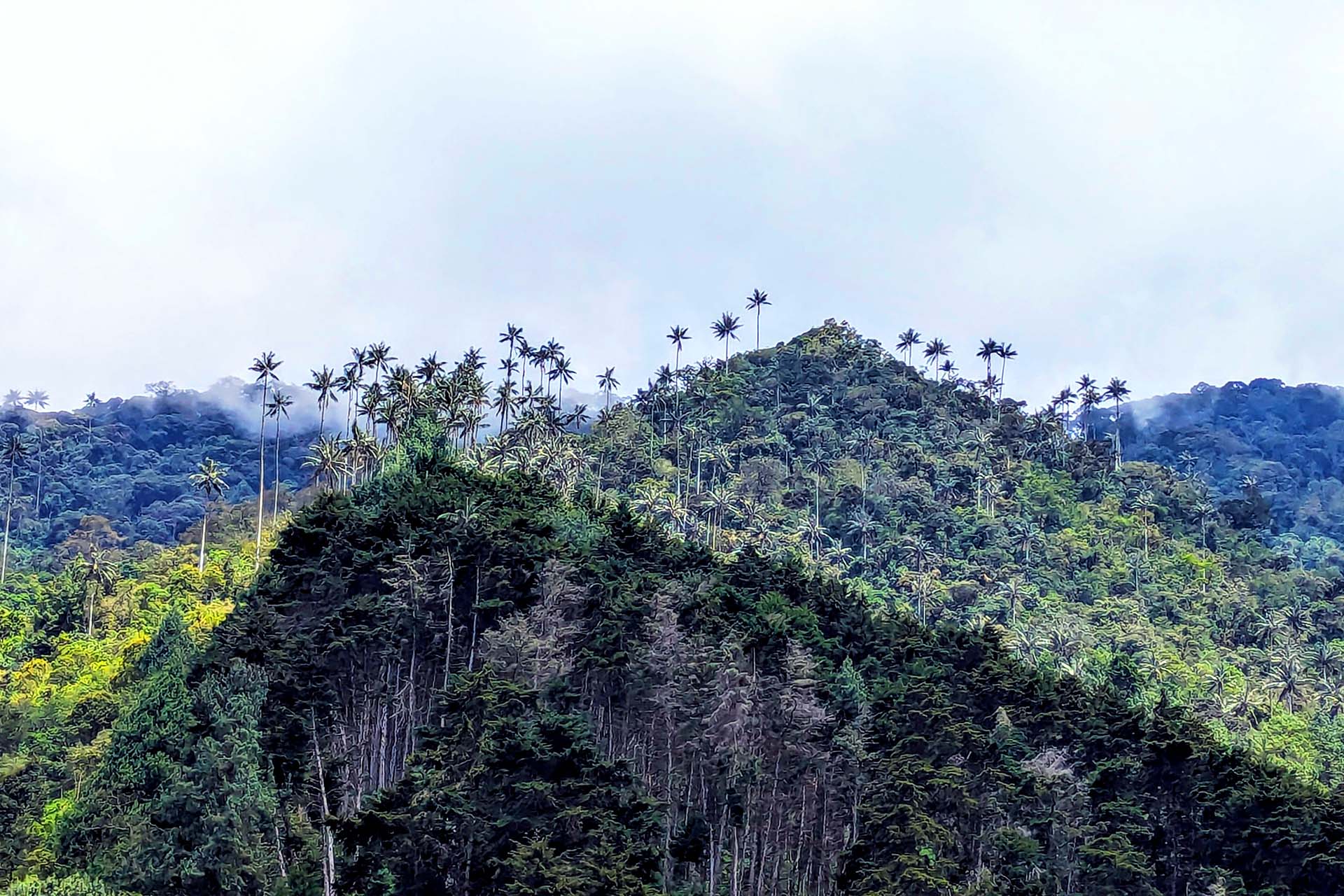 Salento, Colombia - wat te doen + cocora